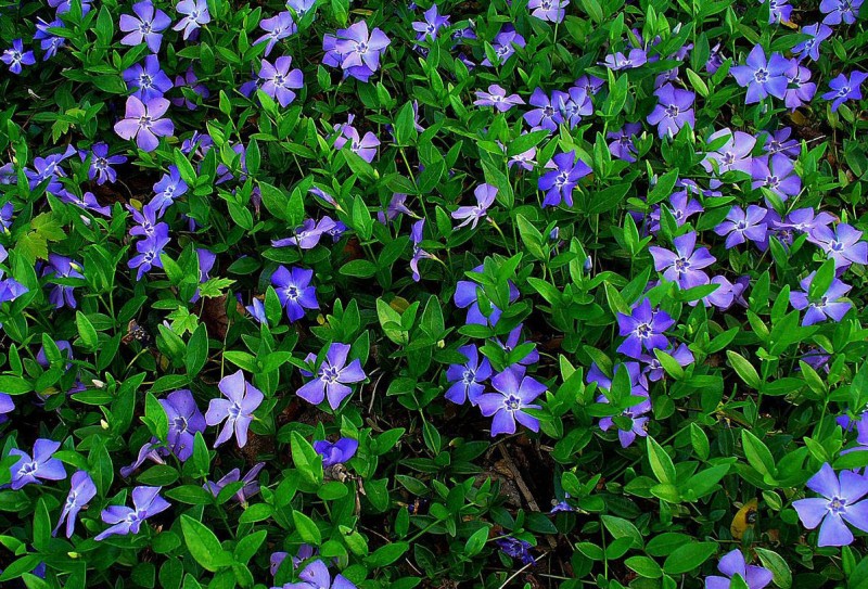 Мифы славян. БАРВИНОК. Мифы славян. БАРВИНОК.