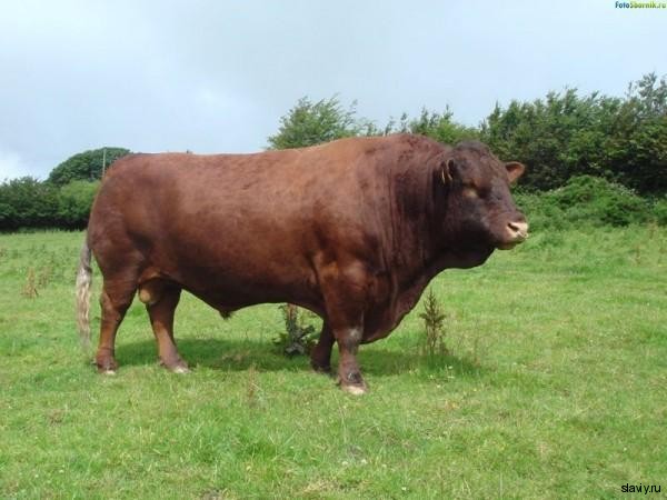 Животные в славянской культуре. БЫК.