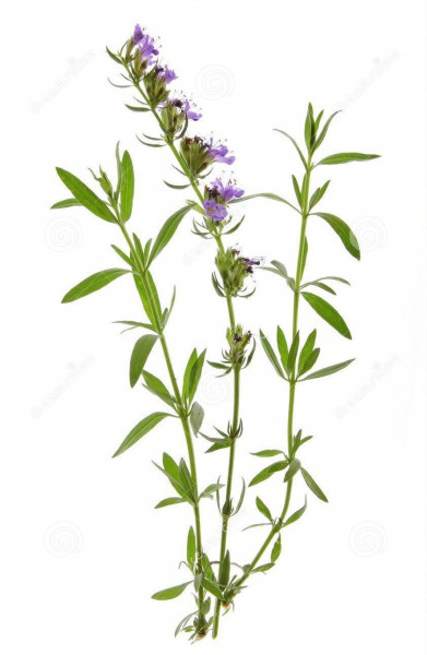 Травоведение. ИССОП. Травоведение. ИССОП.