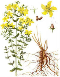 Травоведение. Зверобой.