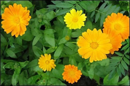 Травоведение. Календула.