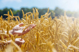 Славяно-Арийские Праздники. ЖИТНИЧЬ. Начало Жатвы. 40 Хейлетъ 7530 лѣто от СМЗХ (9-10 августа 2022 г).