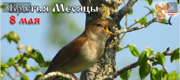 Братья-Месяцы 8 мая Марк