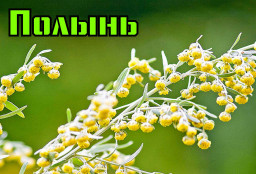 Травоведение. Полынь.