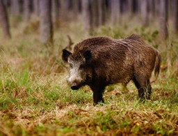 Животные в славянской культуре. Кабан.