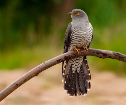 Животные в славянской культуре. Кукушка.