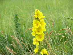 Травоведение. Коровяк.