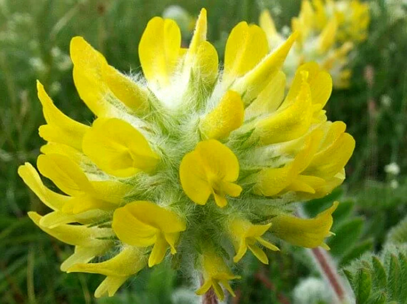 Травоведение. Астрагал. Травоведение. Астрагал.