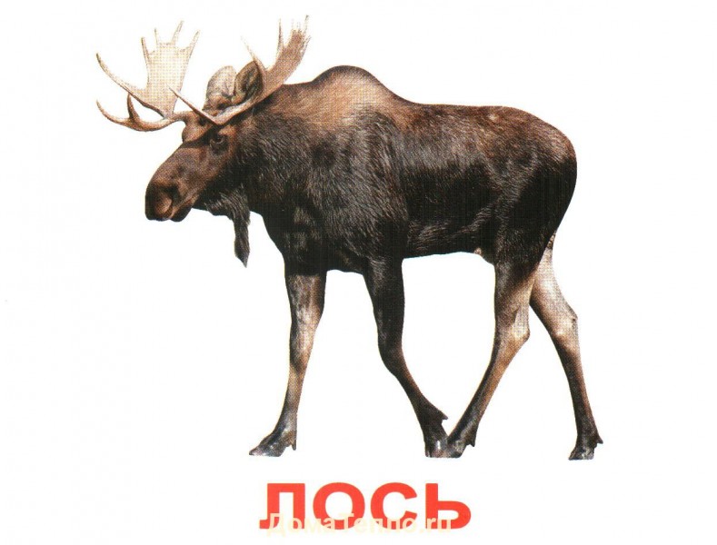 Забытые слова и понятия. Слона сохатая. Забытые слова и понятия. Слона сохатая.