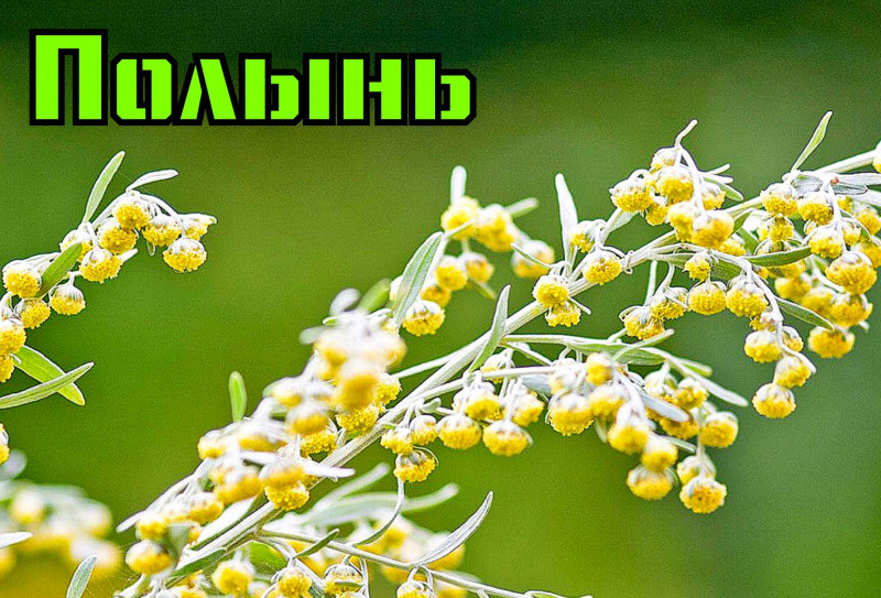 Травоведение. Полынь.