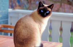 Животные в славянской культуре. Кошка.