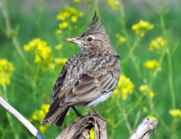 Животные в славянской культуре. Жаворонок.