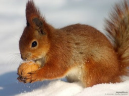 Животные в славянской культуре. БЕЛКА.