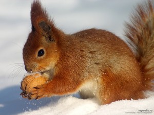 Животные в славянской культуре. БЕЛКА.