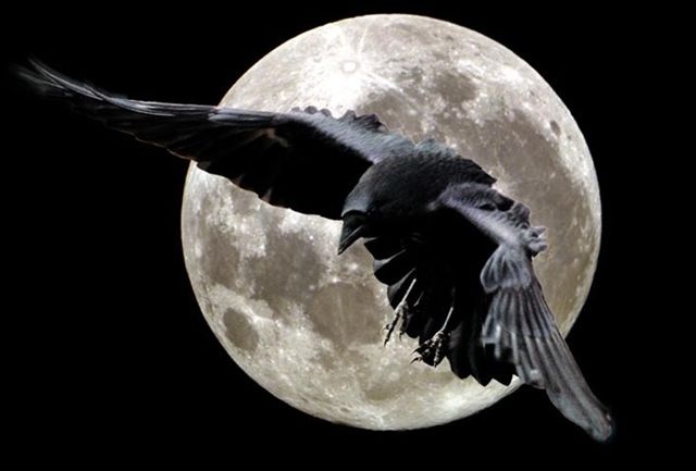 Славяно-Арийские Праздники. День Ворона ВАРУНЫ. 3 Тайлетъ 7533 лѣто от СМЗХ (11-12 августа 2025 г).