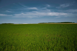 ​Словарь основных персонажей славянской мифологии и ритуальных понятий. САРАЧИНСКОЕ ПОЛЕ.