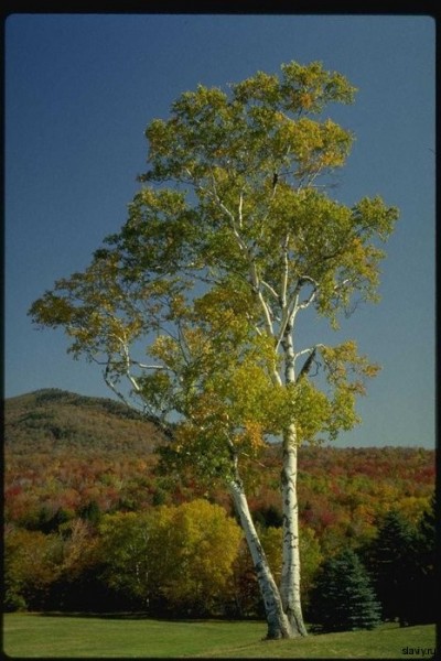Деревья в славянской традиции. БЕРЁЗА. Деревья в славянской традиции. БЕРЁЗА.