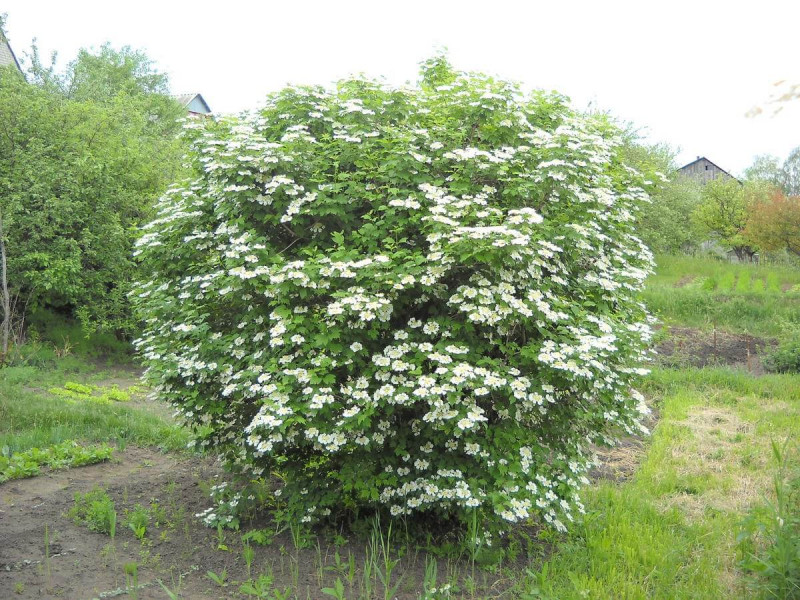 ​Деревья в славянской традиции. КАЛИНА.