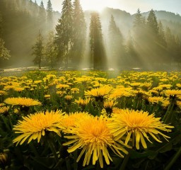 Здравствуй, Род...