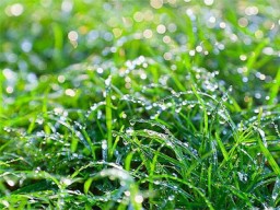 Роса - щедрый Дар Матушки-Природы