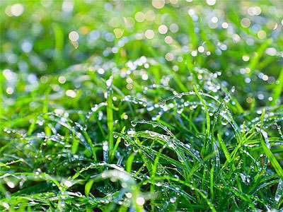 Роса - щедрый Дар Матушки-Природы