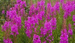 О ПОЛЬЗЕ РУССКОГО ЧАЯ. О ПОЛЬЗЕ РУССКОГО ЧАЯ.