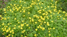 Красное Село. Санкт-Петербург