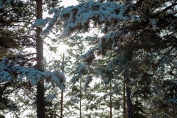 Природа родного края