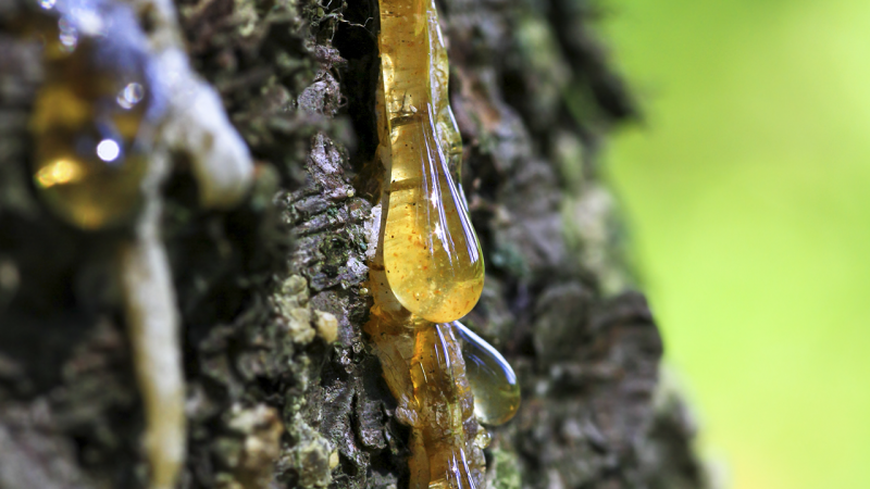 Живица- Чудесный дар природы Живица- Чудесный дар природы