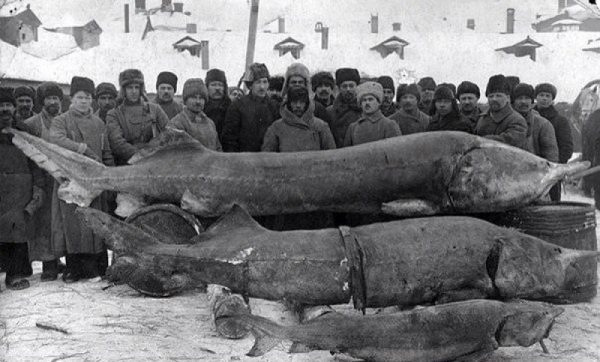 Вот такая рыбка когда-то ловилась в русских реках