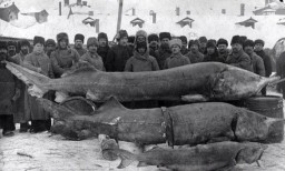 Вот такая рыбка когда-то ловилась в русских реках