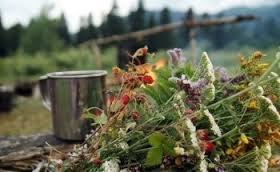 Лекарственные растения при различных заболеваниях