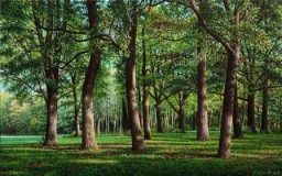 Шумит красавица-дубрава... Видеостихотворение