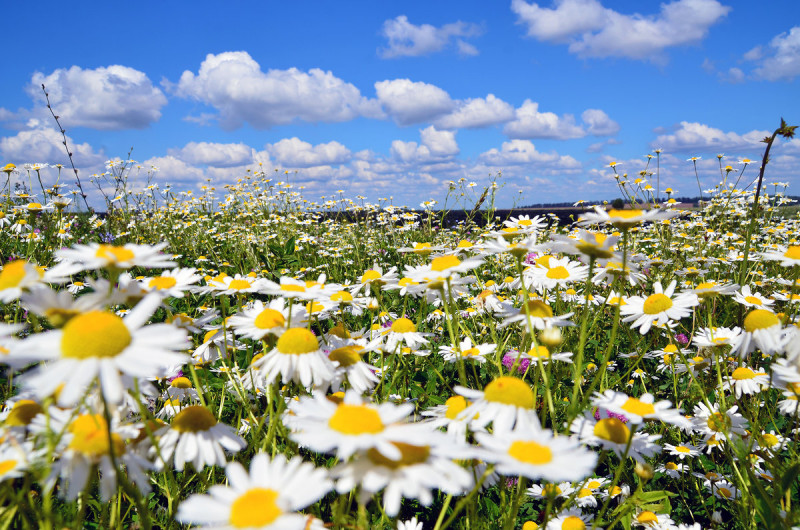 В луга, в луга...