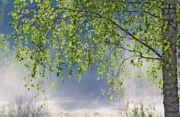 Дожди, дожди по перелескам...