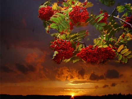 Гроздь рябины... Гроздь рябины...