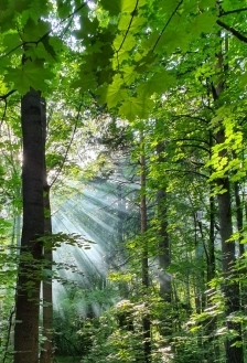 За высокими лесами...