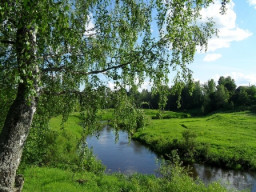 Шумит листва в березняке...