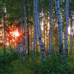 Пахнет Русь и мятой, и полынью... Цикл стихов