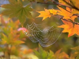 В трубе печной гуляет ветер...