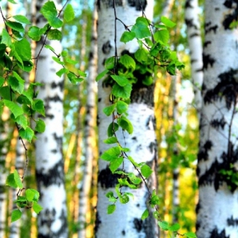 В шелесте белых берёз... В шелесте белых берёз...