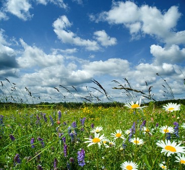 В луга, в луга... В луга, в луга...