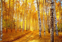 Заосенило над Россией...