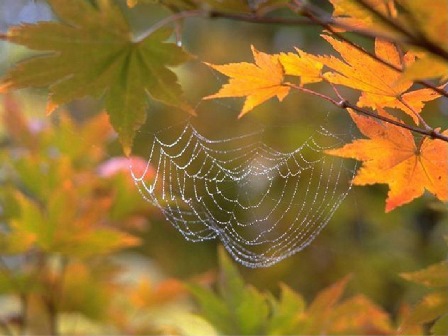 В трубе печной гуляет ветер...