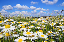 В луга, в луга...