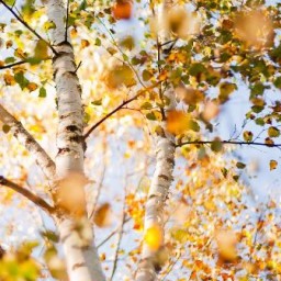 Бродят кони расписные...