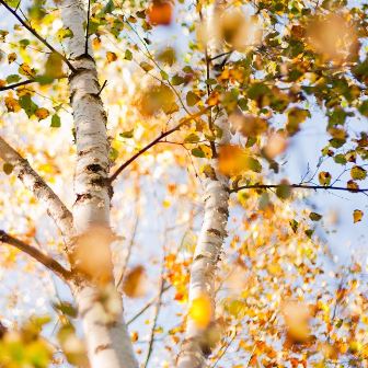 Бродят кони расписные... Бродят кони расписные...