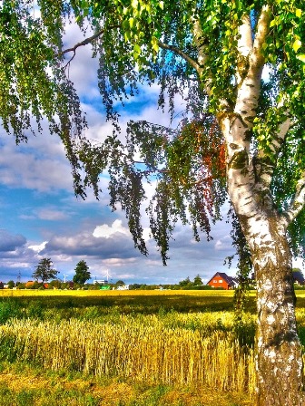 У дороги поле ржи... У дороги поле ржи...