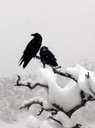 С Великим Велесовым Днем