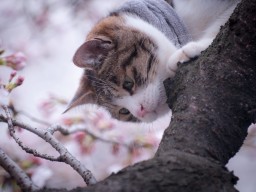 Снова обои, но уже на компьютер) расширение: 1600*1200